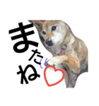 雑種犬のもこもこ（たまにペロ）（個別スタンプ：11）
