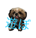 シーズーの言いたい事（個別スタンプ：5）