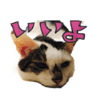 妙齢猫あさりさんの日常（個別スタンプ：15）
