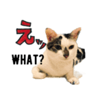 妙齢猫あさりさんの日常（個別スタンプ：17）