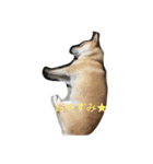 柴犬ユズ（個別スタンプ：6）
