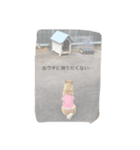 柴犬ユズ（個別スタンプ：7）