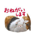 三毛猫りんちゃんと仲間たち（個別スタンプ：2）