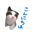 三毛猫りんちゃんと仲間たち（個別スタンプ：3）