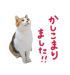 三毛猫りんちゃんと仲間たち（個別スタンプ：5）