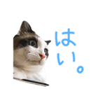 三毛猫りんちゃんと仲間たち（個別スタンプ：6）