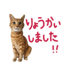 三毛猫りんちゃんと仲間たち（個別スタンプ：7）