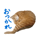 三毛猫りんちゃんと仲間たち（個別スタンプ：9）