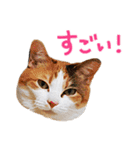 三毛猫りんちゃんと仲間たち（個別スタンプ：10）