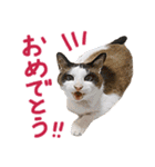 三毛猫りんちゃんと仲間たち（個別スタンプ：11）