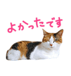 三毛猫りんちゃんと仲間たち（個別スタンプ：13）