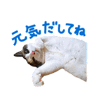 三毛猫りんちゃんと仲間たち（個別スタンプ：15）