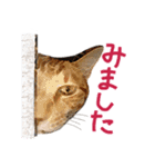 三毛猫りんちゃんと仲間たち（個別スタンプ：16）