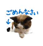 三毛猫りんちゃんと仲間たち（個別スタンプ：17）