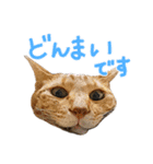 三毛猫りんちゃんと仲間たち（個別スタンプ：18）