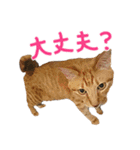 三毛猫りんちゃんと仲間たち（個別スタンプ：22）