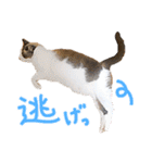 三毛猫りんちゃんと仲間たち（個別スタンプ：23）