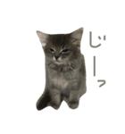 チェリーとメーラとむぅ（個別スタンプ：11）