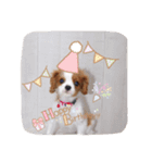 キャバリア赤ちゃん犬part2（個別スタンプ：15）