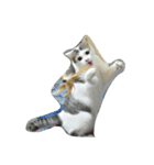 猫ひきじ（個別スタンプ：1）