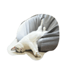 猫ひきじ（個別スタンプ：2）