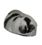 猫ひきじ（個別スタンプ：3）