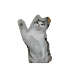 猫ひきじ（個別スタンプ：4）