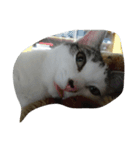猫ひきじ（個別スタンプ：5）