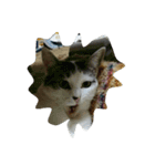 猫ひきじ（個別スタンプ：7）