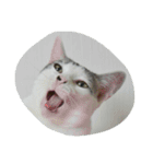 猫ひきじ（個別スタンプ：8）