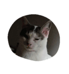 猫ひきじ（個別スタンプ：9）
