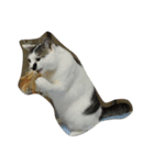 猫ひきじ（個別スタンプ：10）