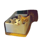 猫ひきじ（個別スタンプ：11）