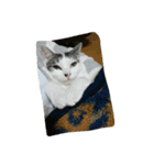 猫ひきじ（個別スタンプ：12）