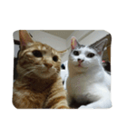 猫ひきじ（個別スタンプ：14）