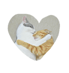 猫ひきじ（個別スタンプ：16）