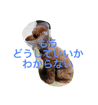 トイプードル えるちゃん（個別スタンプ：7）