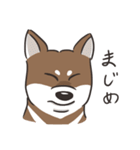 台湾momo柴犬（個別スタンプ：33）