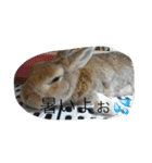 うちのウサギ のの（個別スタンプ：4）