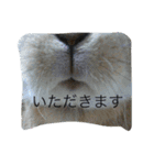 うちのウサギ のの（個別スタンプ：7）