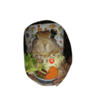 うちのウサギ のの（個別スタンプ：8）