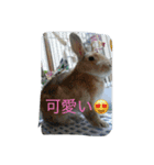 うちのウサギ のの（個別スタンプ：10）