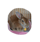 うちのウサギ のの（個別スタンプ：13）
