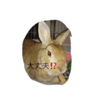 うちのウサギ のの（個別スタンプ：15）