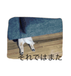 白柴ゴンの日常（個別スタンプ：10）