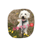 シュナプーJERRY（個別スタンプ：12）