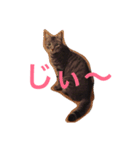 猫のマートン（個別スタンプ：5）
