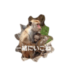 It is so cute .（個別スタンプ：4）