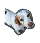 とある家の愛犬メアリー（個別スタンプ：4）