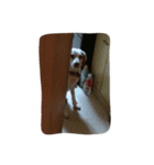 とある家の愛犬メアリー（個別スタンプ：7）
